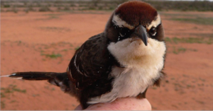 Chestnut-crowned babbler