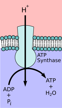 ion pump