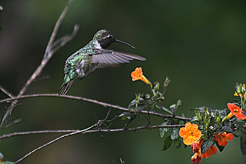 hovering bird