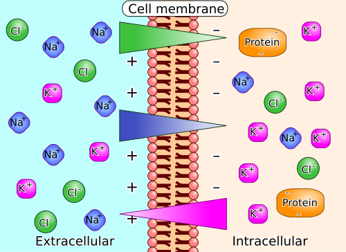 ion concentration gradient