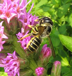 Biodiversity - Functions